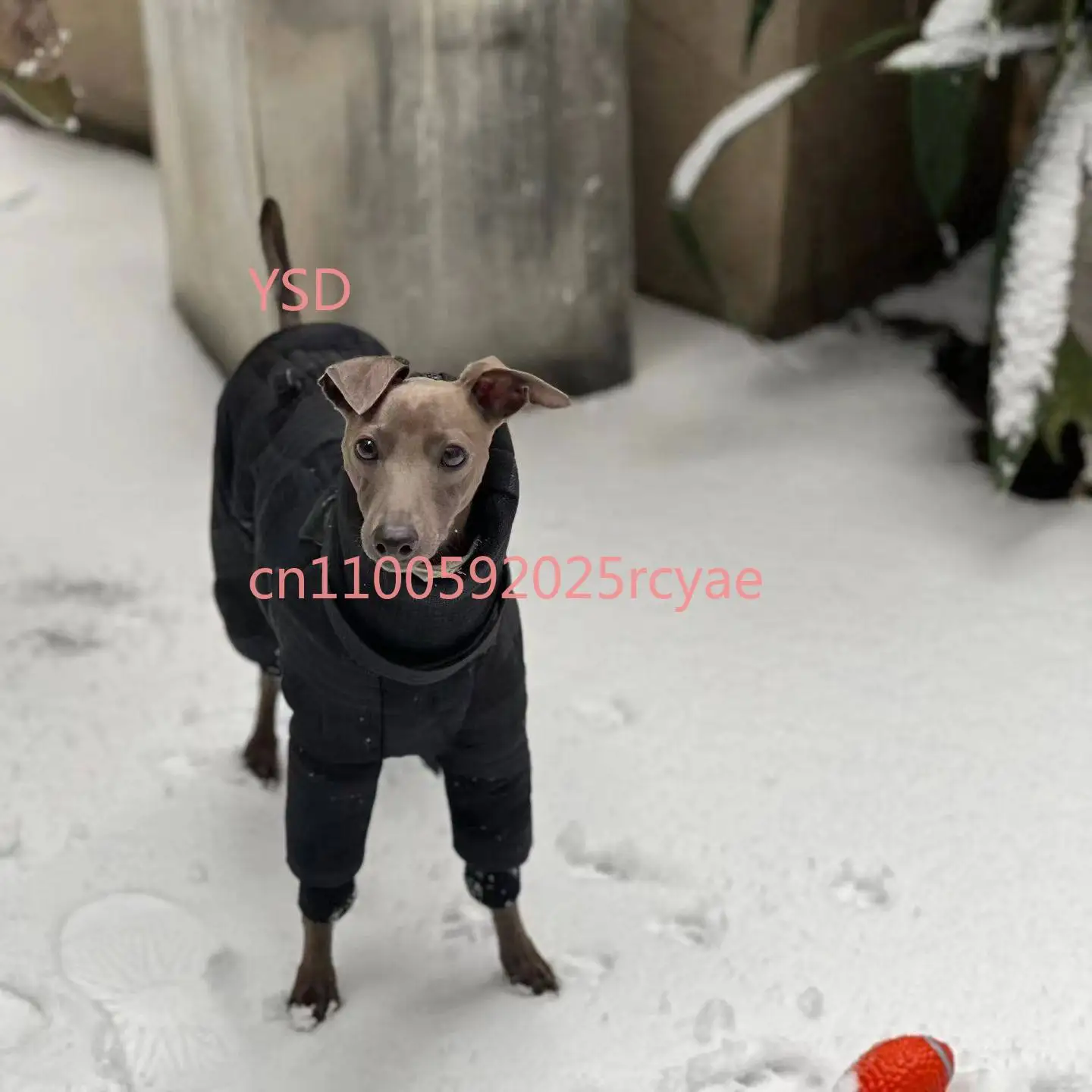 

Autumn Winter Small & Medium Dog Turtleneck Coat - Windproof Warm Eco-Cotton Padded Clothes