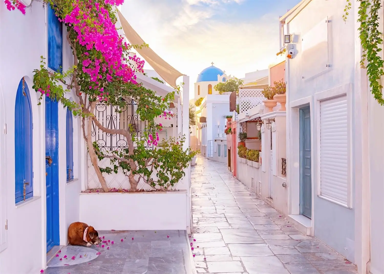 Greece Mykonos Town Narrow Street White House Blooming Flowers Santorini scenery photo background photography backdrop studio