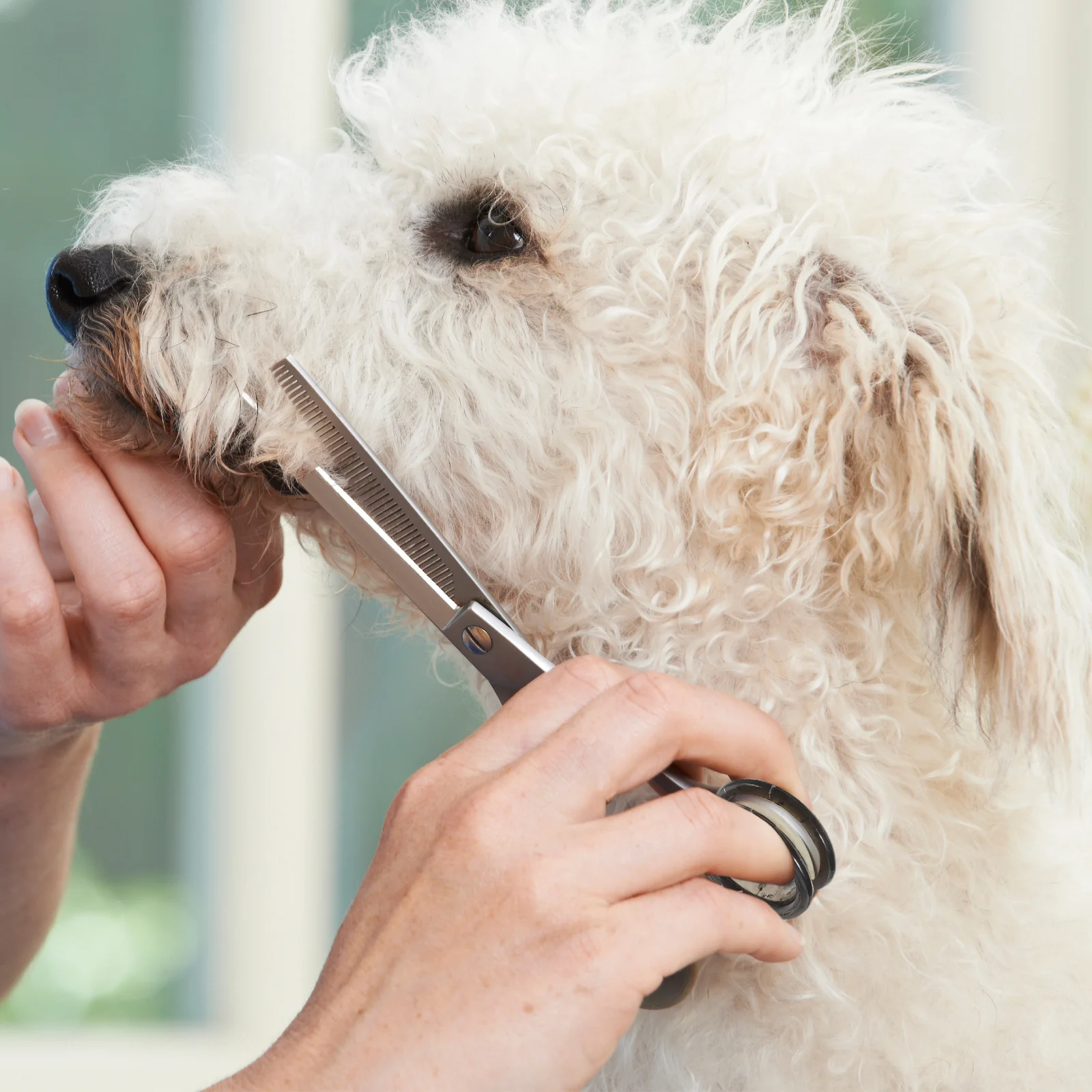 12 قطعة مقص سيليكون نابض بالحياة حراس الأصابع عقد آمن لمقصات العناية بالحيوانات الأليفة تخفيض التعب اليد ملحقات التشذيب