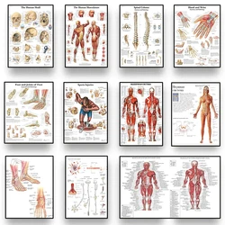 Human Anatomy Body Organ Bones Picture HD Poster Canvas Painting Wall Art Medical School Living Room Home Decoration Mural