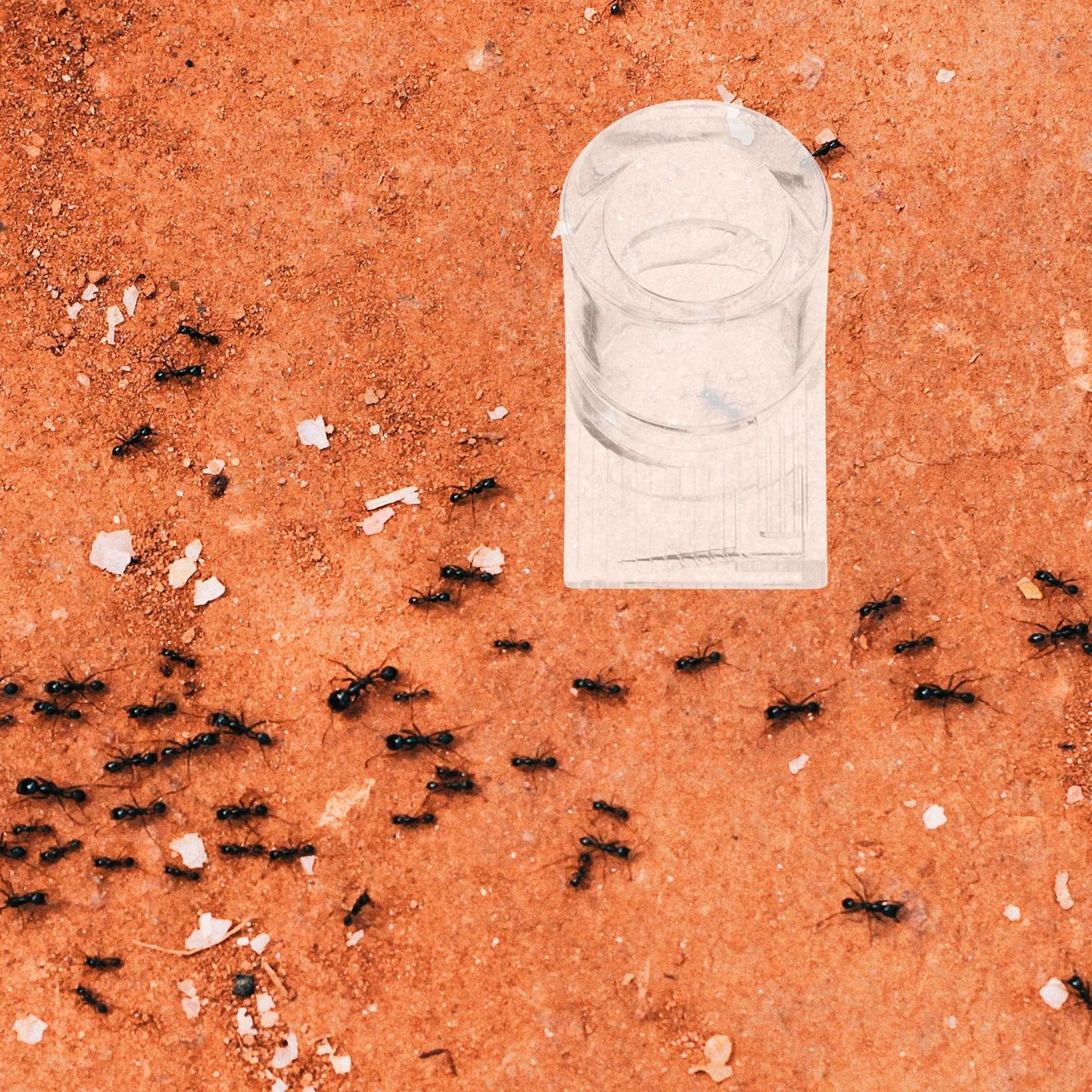 

Stable Ants Water Feeder Acrylic Clear Design Time Effort Saving Ants Breeding Box Nest Breeding Box Formicarium Nest,