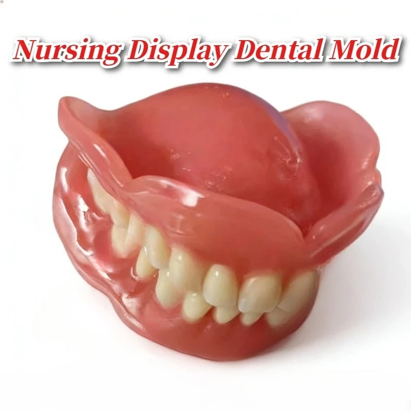

Used for Teaching Nursing Display, Mold, Elderly Removable Denture Cleaning Demonstration