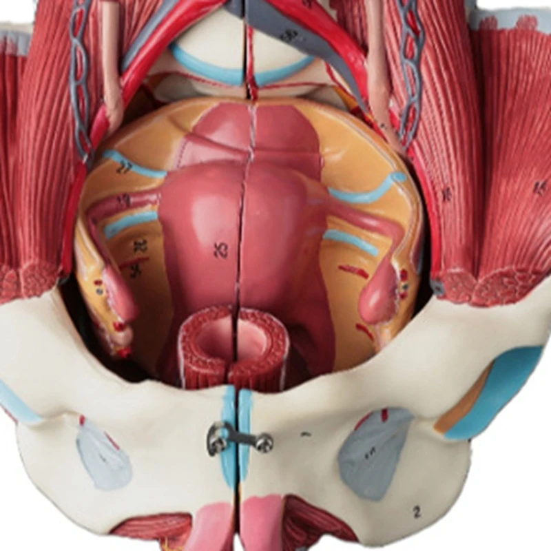 Disassembled Female Pelvis Anatomy Model PVC Female Pelvis With Floor Muscle,Nerves Model Lab Supplies,Uterine Pelvic