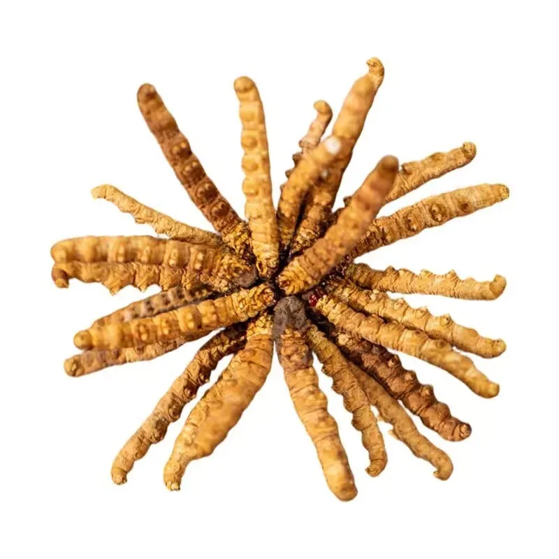 

High Quality Natural NaturalCordyceps Sinensis Abou 0.7g/pcs for DIY Soap, Wedding Decor, Candles, Aromatherapy & Home Crafts