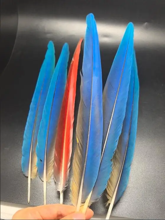 3Pcs/Lot  Two Tone Long Blue Parrot Tail Feathers, Natural Shed Feathers for Collection, 35-50cm Long