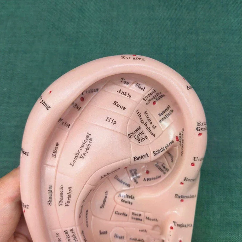 

1 шт., мягкая модель аурикулярного уха из ПВХ, инструмент для обучения акупунктурной точкой, массажная терапия, структура человеческого тела, обучающее пособие, медицинское пособие