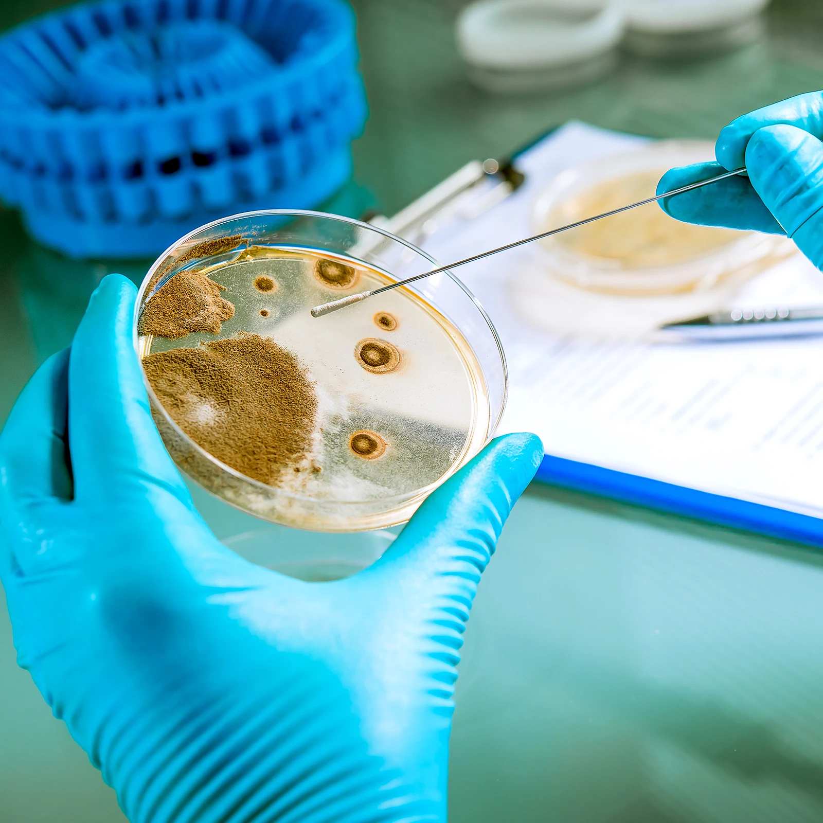 10 قطعة أطباق أجار مسبقة الصنع 7 سنتيمتر أطباق بتري مع أجار مسبقًا أداة العلوم التعليم علم الأحياء الدقيقة تجربة العلوم العرض #3