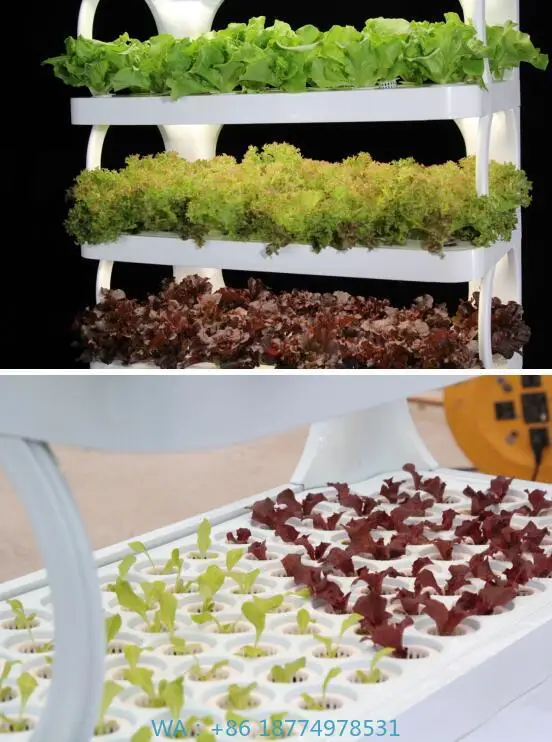 نظام زراعة الزهور المائية لنمو النباتات الداخلية