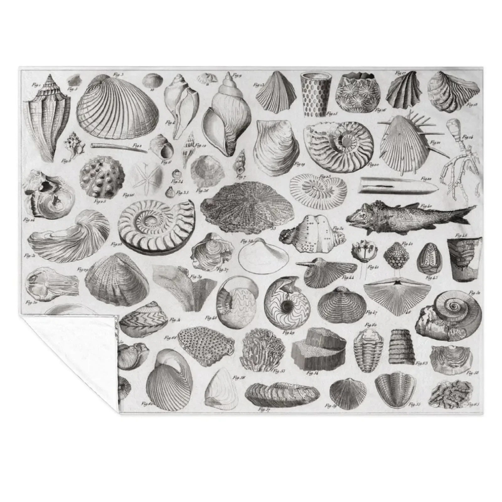 

1857 Diagram Paleontology: Fossils Throw Blanket Luxury Blankets Sofas Of Decoration Flannel Fabric blankets ands Blankets