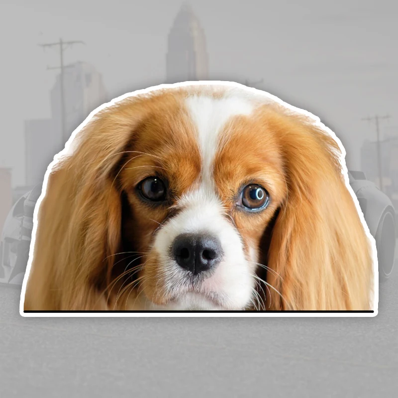 17x11cm Cavalier King Charles Spaniel Car Stickers Waterproof Vinyl Decal For Truck Motorcycle Scooter Auto Accessories