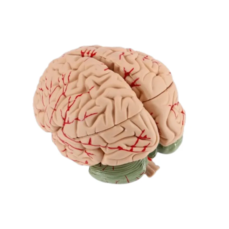 Life Size Human Brain Anatomy Model With Display Base Brain Anatomical Model Teaching Lab Supplies