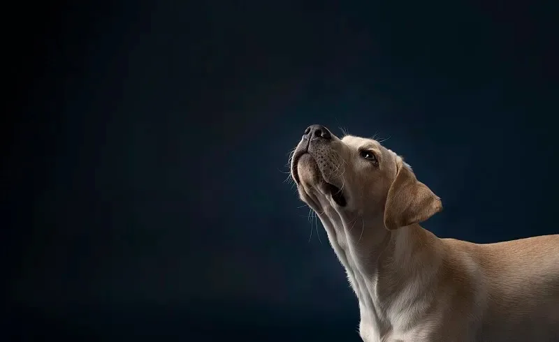 

Алюминиевый легкосплавный диск с бедлоком 1.3 дюйма для шин радиоуправляемых краулеров 1/18 Trx4m Trx4-m Fms24 Axial Scx24