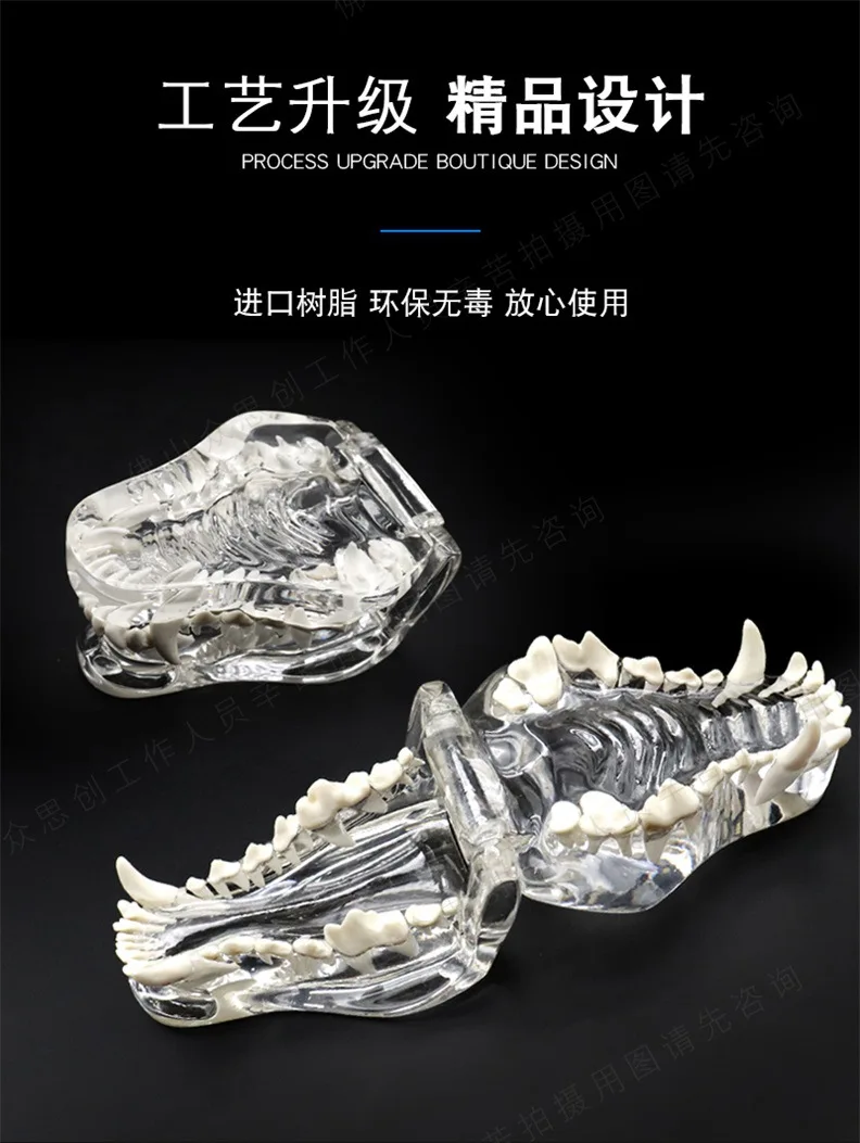 Transparent Pet Dental Model for Dogs & Cats, Animal Oral Teaching Demonstration Mold