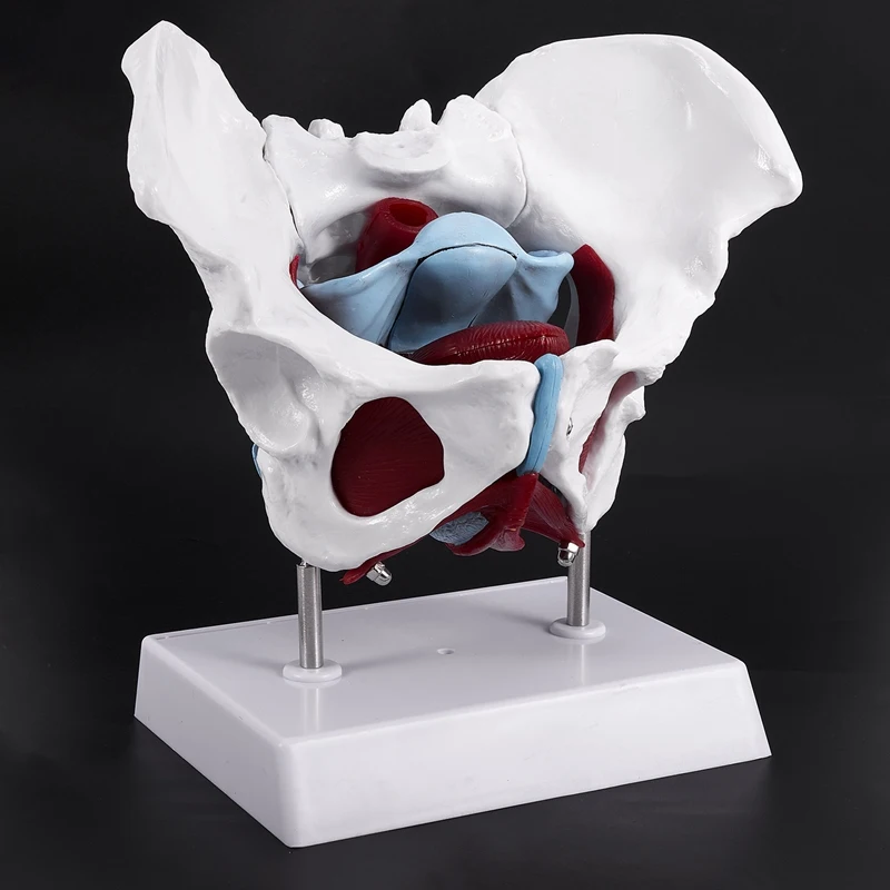 Female pelvis Female Pelvis and Reproductive Organs Model Female Bladder Pelvic Floor Muscle Rehabilitation Anatomical Model