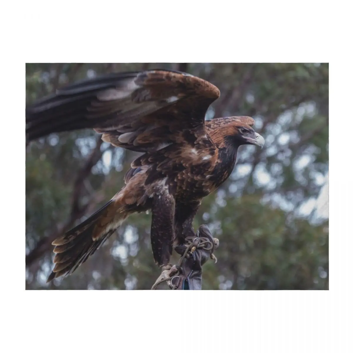 

Wedge Tail Eagle Throw Blanket Thermals For Travel Flannel Fabric Plush Bed covers Blankets