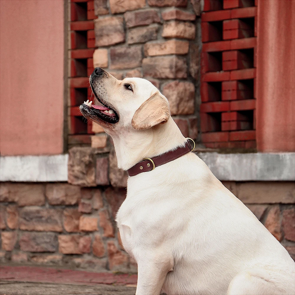 Echtes Leder-Hundehalsband, Langlebiges Welpenhalsband, Echtes Leder-Haustier-Halsband, Verstellbar für Kleine, Mittlere und Große Hunde, Pitbull – Detail 13