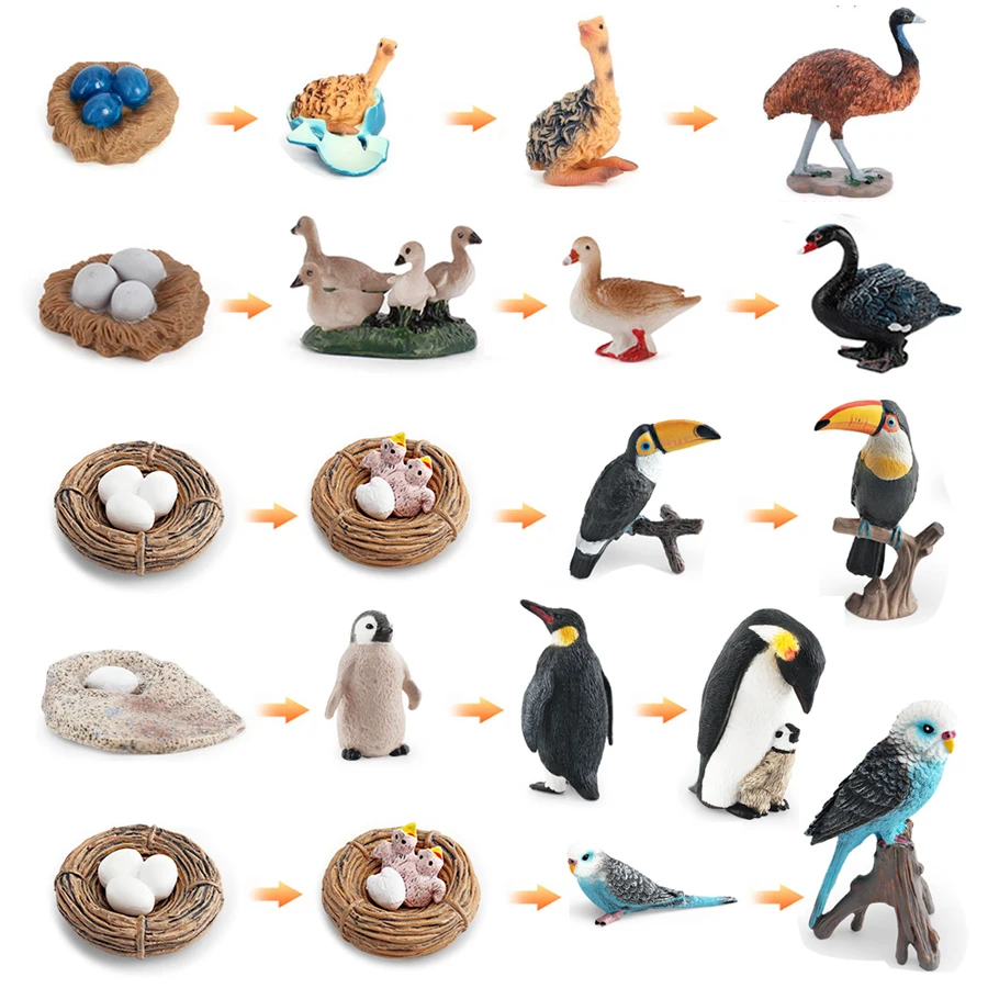 Figurines Réalistes d'Oiseaux et d'Animaux : Pingouin, Autruche, Cygne, Pinson, Toucan, Budgerigar, Robin - Modèles du Cycle de Vie - Ensemble de Jouets Éducatifs