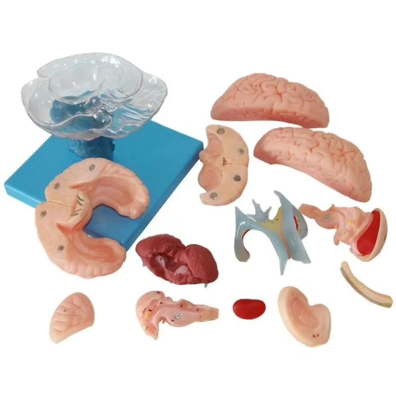 Medical human body anatomical model 15 parts teaching
