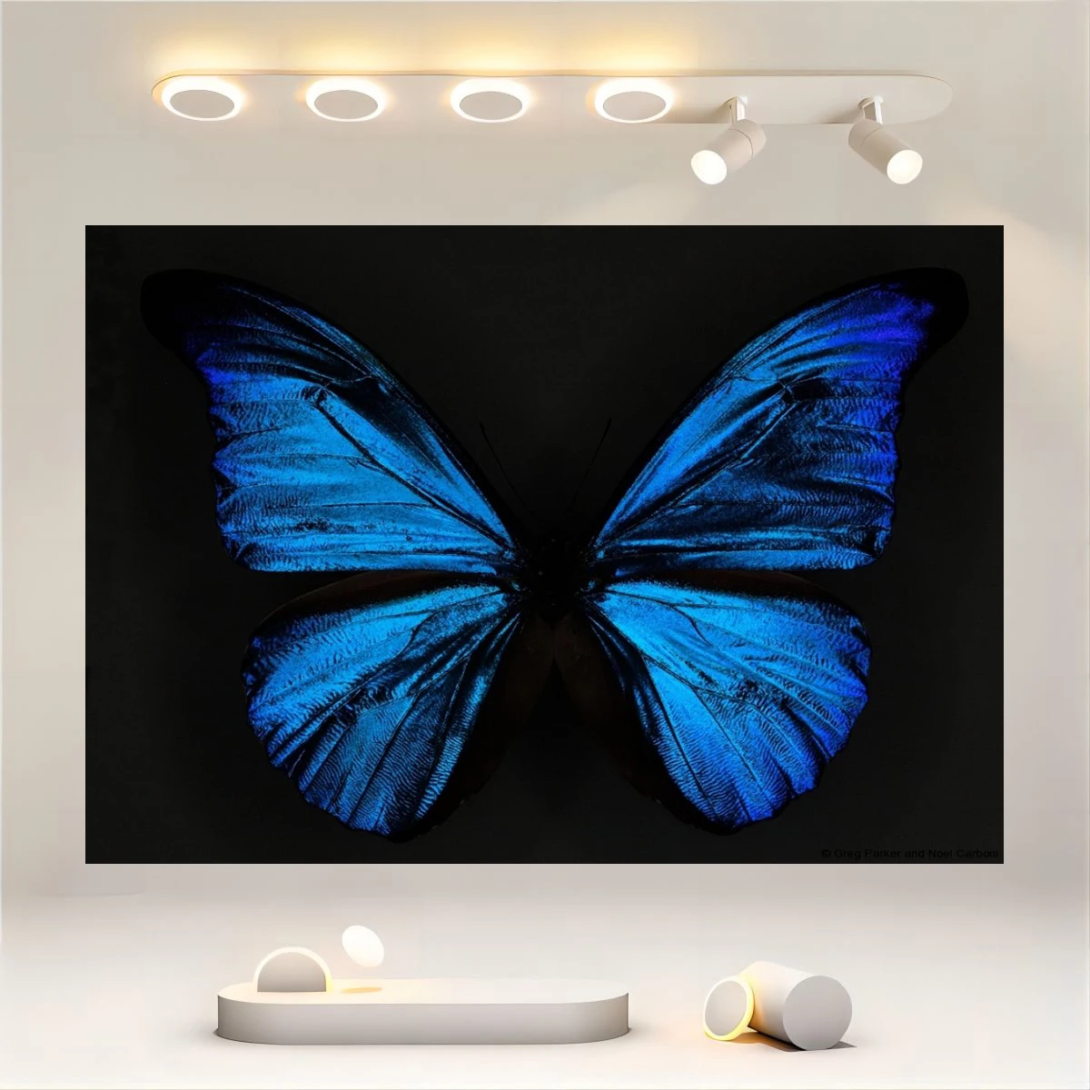 Angel Wings Backdrop Blue and White Gradient Color Wings Under Black Background for Party Decorations Portrait Photoshoot