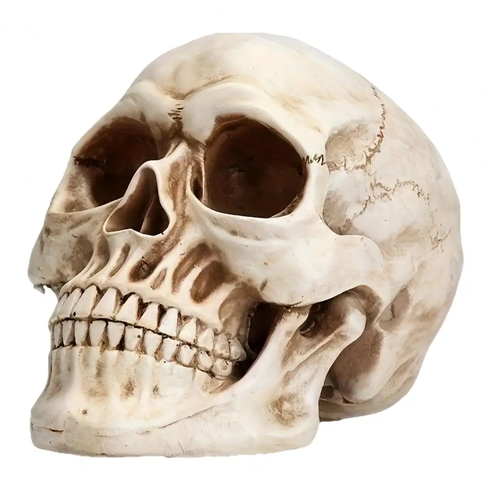 

Halloween Decoration Texture Skull Realistic Resin Skull Ornament for Halloween Office Decor Detailed Desktop Statue for Home