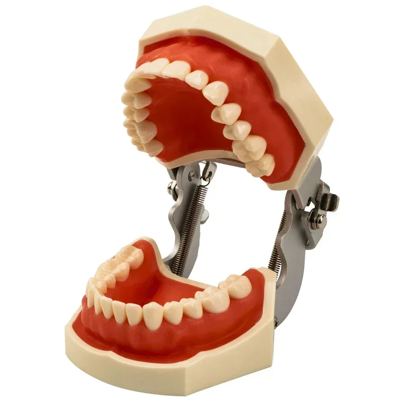 Dental model Teeth model gum teeth Teaching Model Standard Dental Typodont Model Demonstration With Removable Tooth 200H