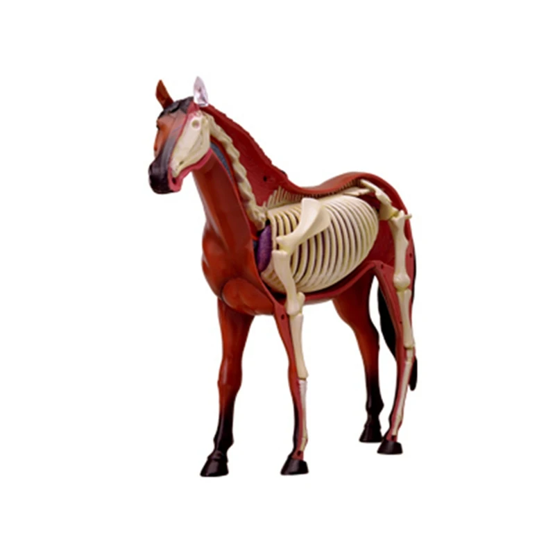 2X modelo de Anatomía de órgano Animal 4D, juguete de ensamblaje de inteligencia de caballo, modelo de anatomía de enseñanza, electrodomésticos de ciencia Popular DIY