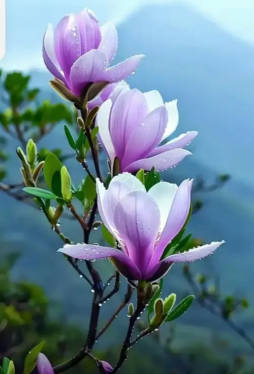 Smart Wireless Video Doorbell Camera Alarm Security Remote Monitoring Two-Way Intercom High Definition Night Vision for Home