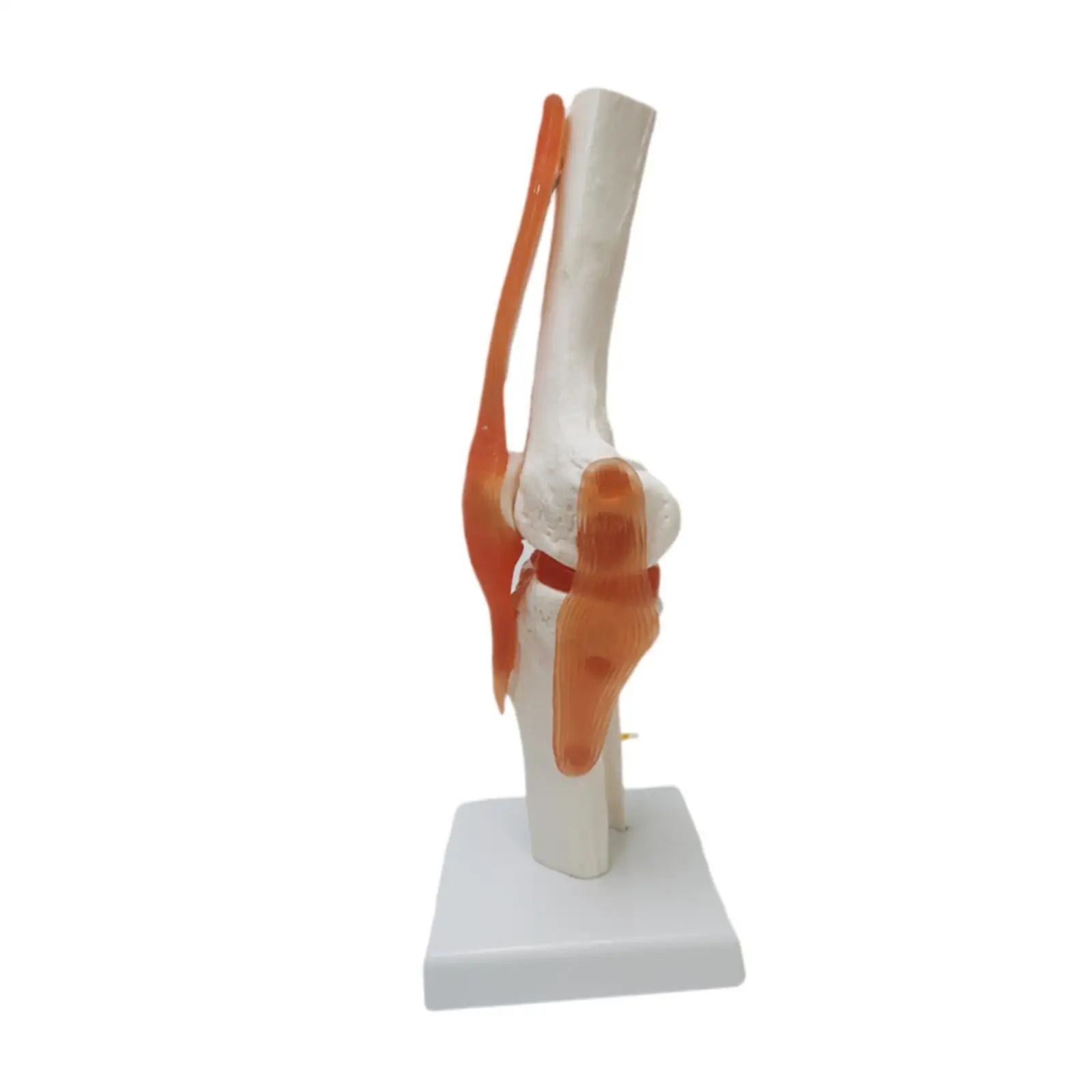 Human Knee Joint Model Bendable Lightweight with Ligaments Knee Anatomy Model for Studying Lab Classroom School Training