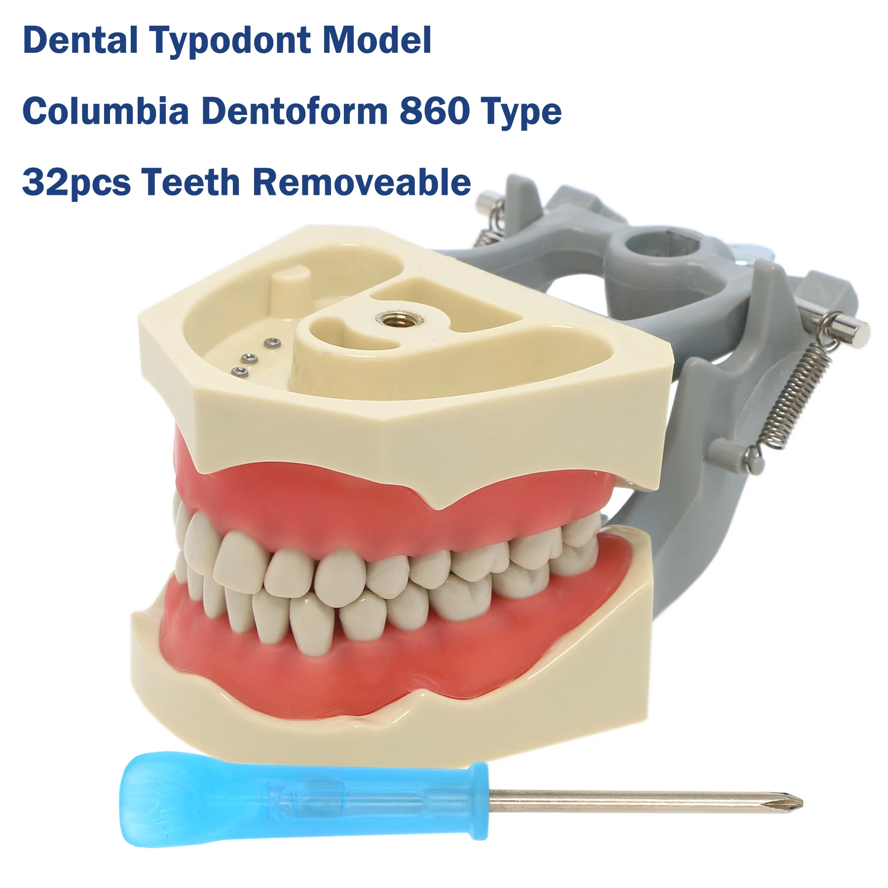 

Зубная модель-типодонт, совместимая с Columbia Dentoform 860, с 32 съемными зубами, артикулятор для стоматологической практики и обучения.