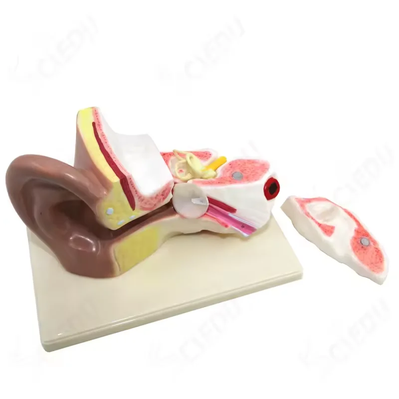 Ear Anatomy Model Human Ear Model 5x Enlargement Detachable Medical Teaching Demonstration Inner Ear Table Model