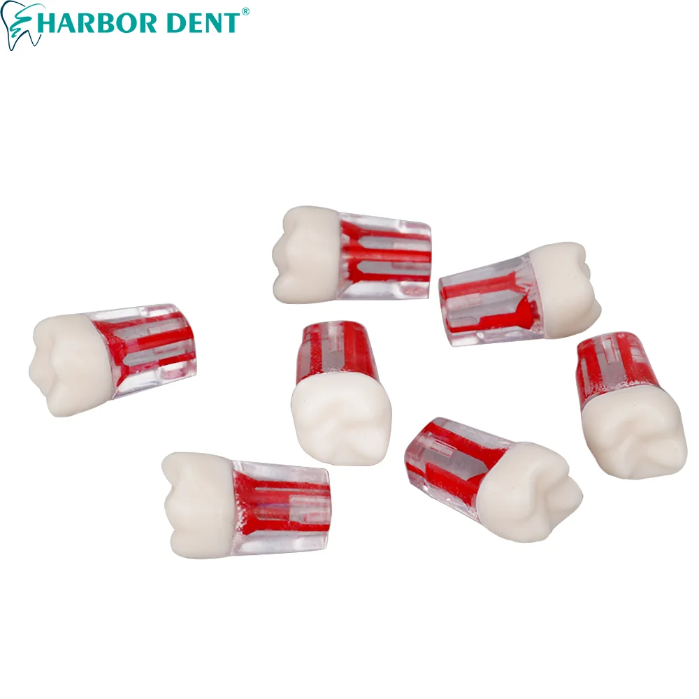 1PC Dental Endodontic Root Canal Study Model Clear Resin Simulation Tooth Model For Dentist Practice Pulp Cavity Teaching