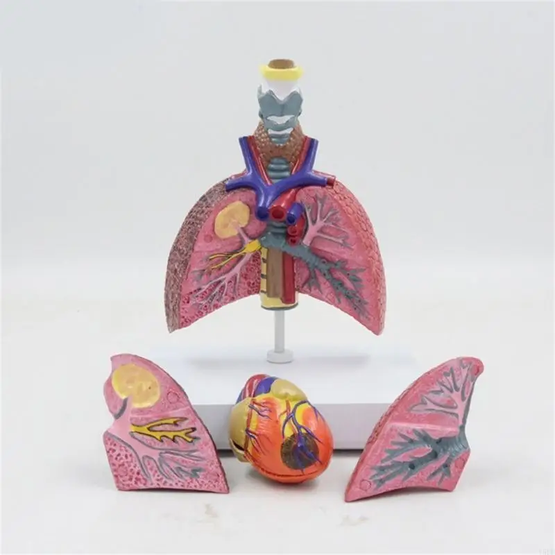 Il modello anatomico polmonare Y5LB mostra i dettagli del sistema respiratorio, della tiroide, del cuore e dei polmoni