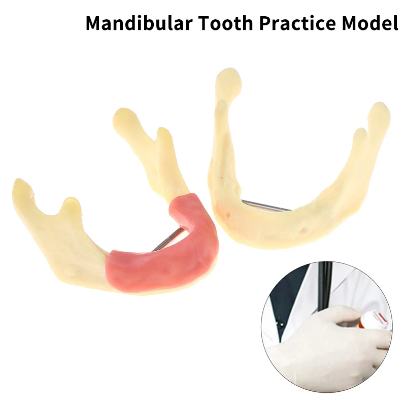 Dental Treatment Model Anatomy Of Gums Gingiva Mandible Tissue Model Dentist Teach Study Demonstration Teeth Model Dental Lab