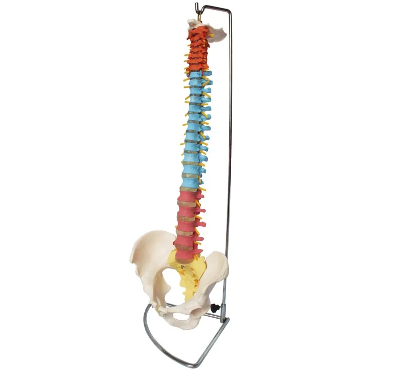 

Life Size Didactic Vertebral Column with Pelvis Model