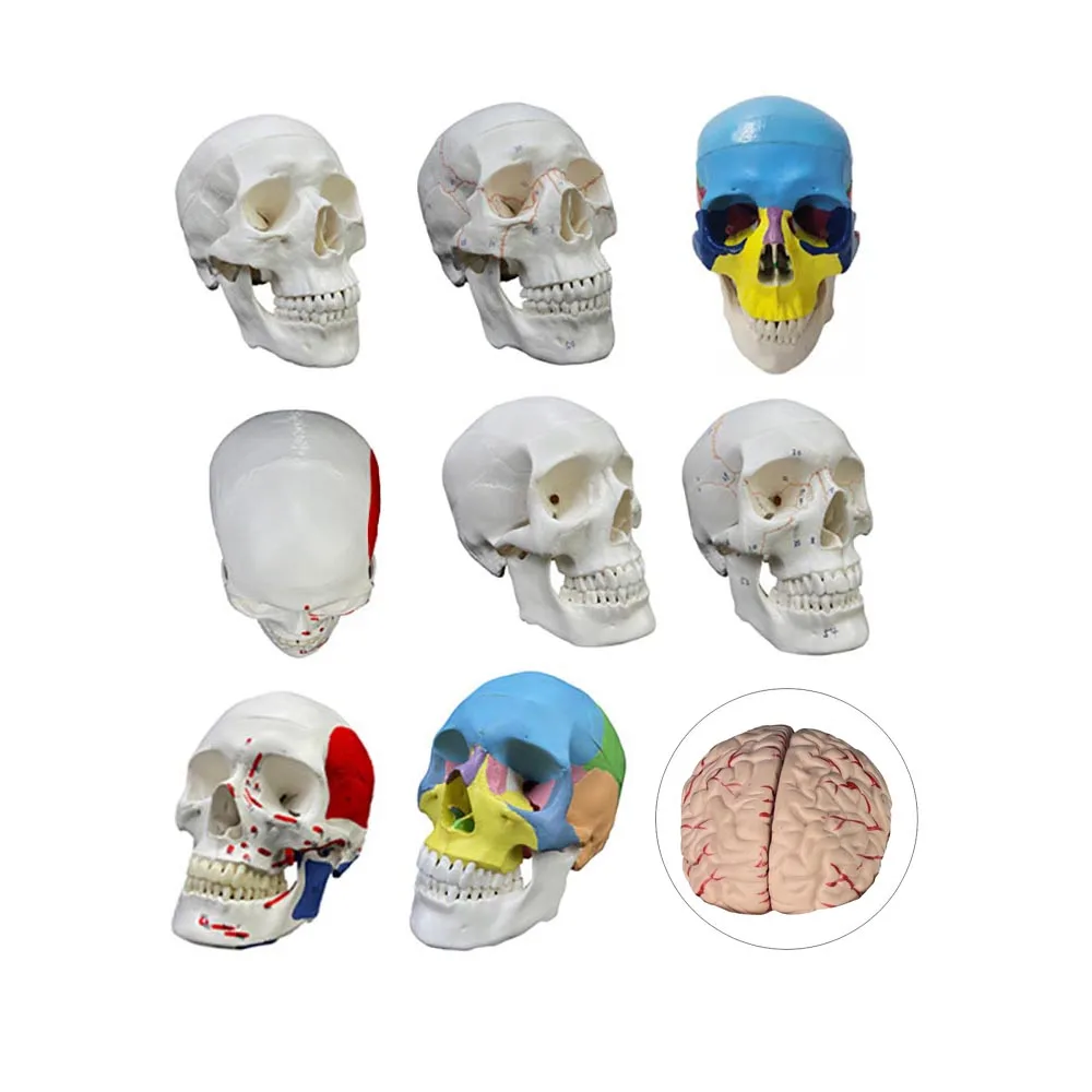 Skull Model Human Skeleton Model TeaBraing Head Model with Movable Brain 3 Parts 1/2 Small White Color