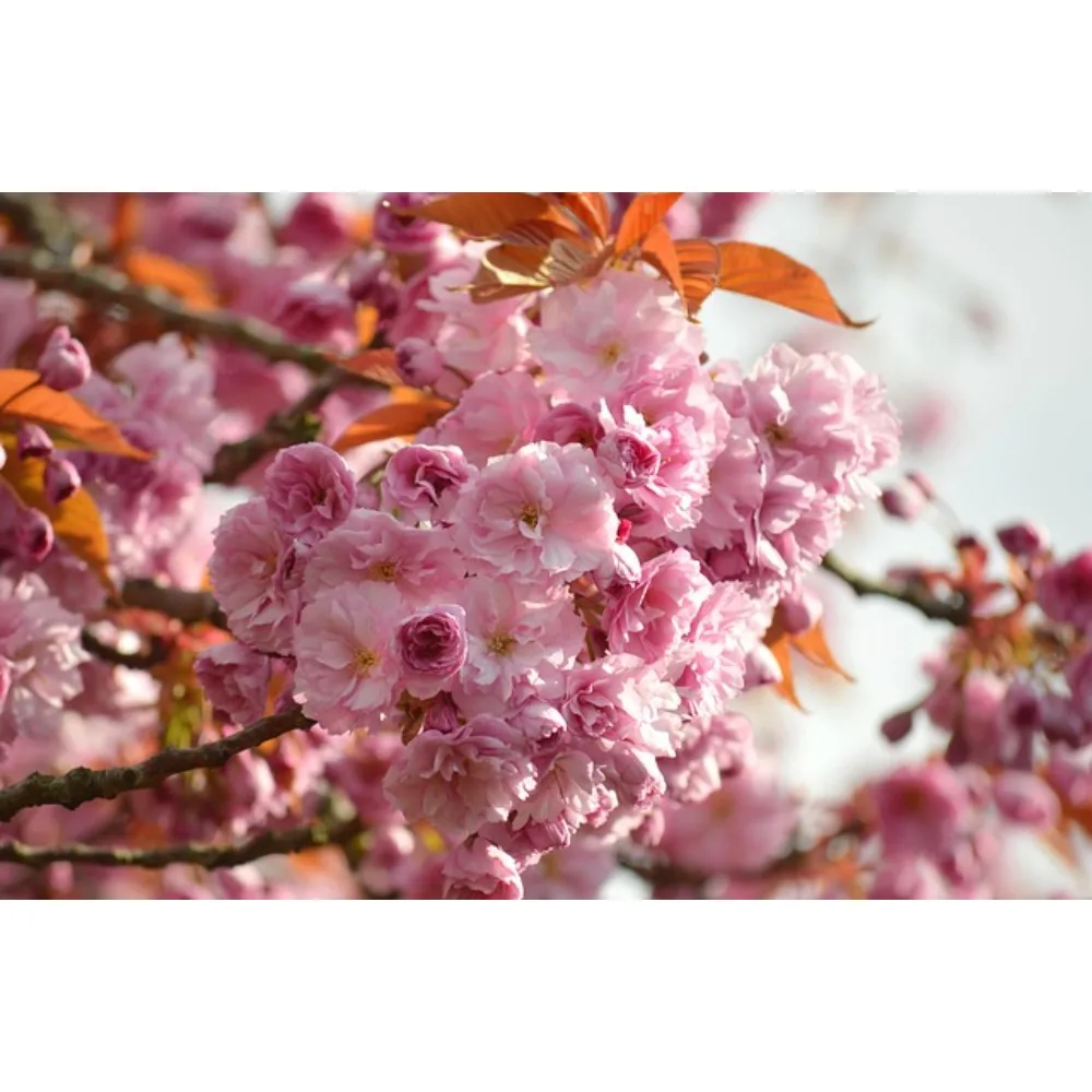 

Surpasshobby Rocket 540 V5R Sensored Brushless Drift Motor for 1/10 1/12 1/14 RC Car Competition Modified Spec Truck