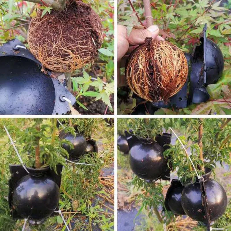 5pcs 5cm Plant Rooting Ball Plant Root Growing Box Grafting Rooting Growing Box Breeding Case For Garden Tools A4