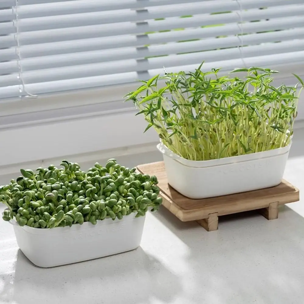 

Soilless Cultivation Sprouts Growing Tray Horticultural Tool Bean Sprout Growing Hydroponic Sprouting Plate Reusable Household