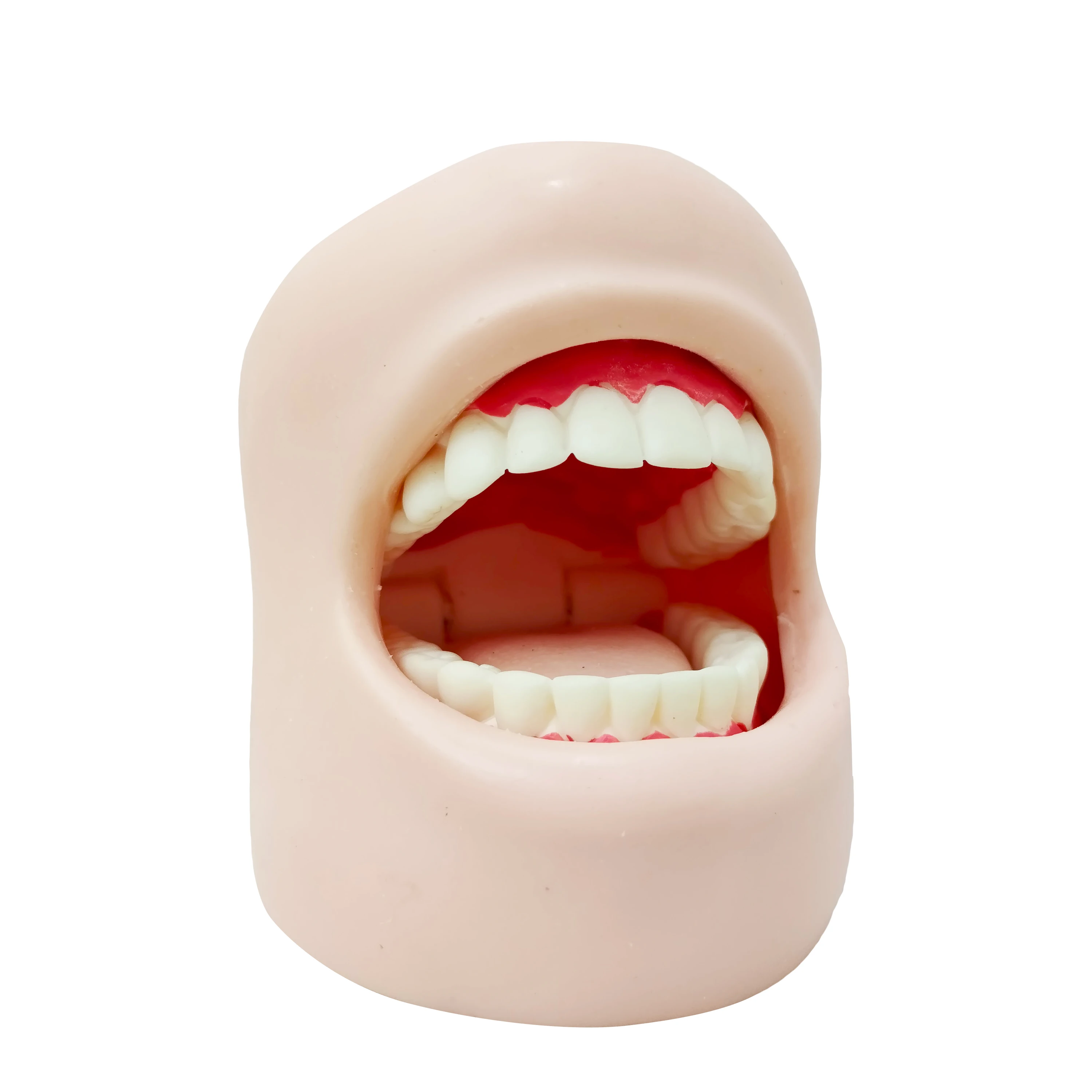 Wholesale PVC Medical Science Dental Standard Simulation Adult Tooth Full Mouth Teeth Teaching Advanced Oral Care Model Cheeks