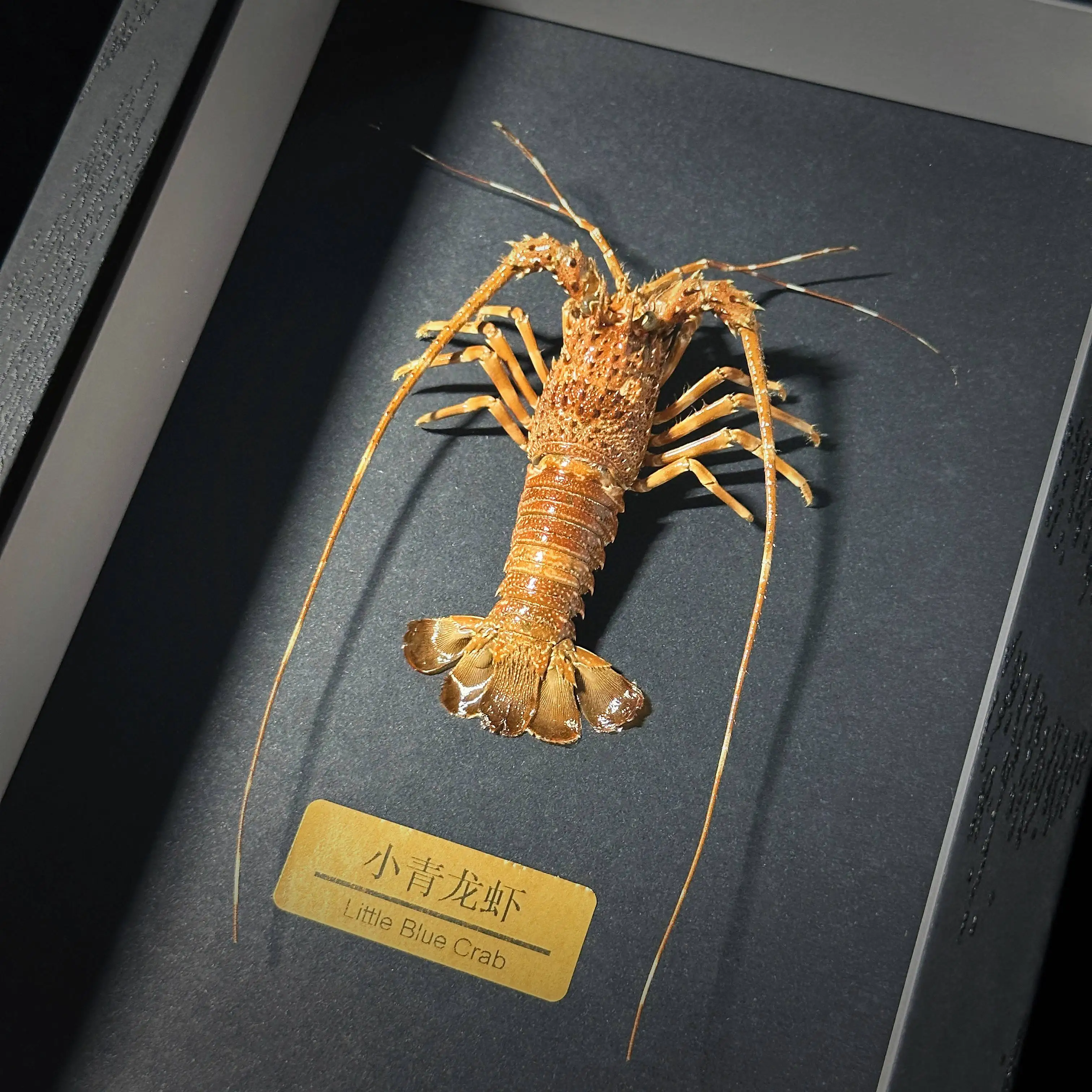 Small lobster specimen real shrimp making marine life model science collection decoration home pendant gift