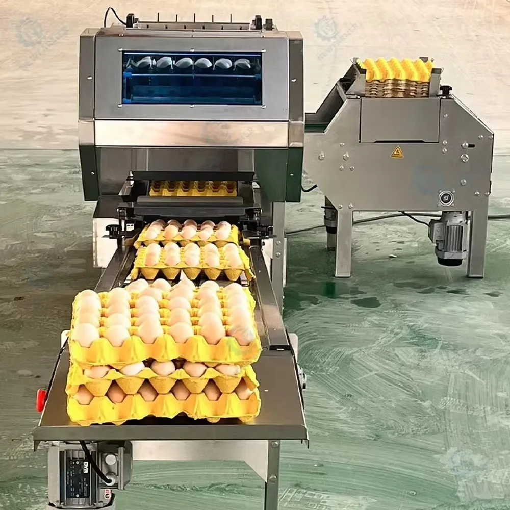 Automated Egg Grading Packing Machine Food Grade 304 Stainless Steel Egg Tray Packer for Poultry Farms High Efficiency