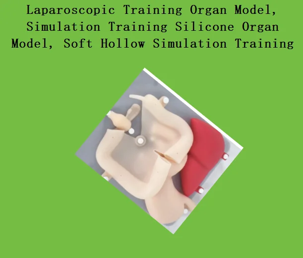 Laparoscopic Training Organ Model, Simulation Training Silicone Organ Model, Soft Hollow Simulation Training