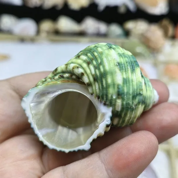 Natural Shell Green Snail Small Conch Fish Tank Landscaping Scallop Hermit Crab Spare Shell Replacement 5-6cm