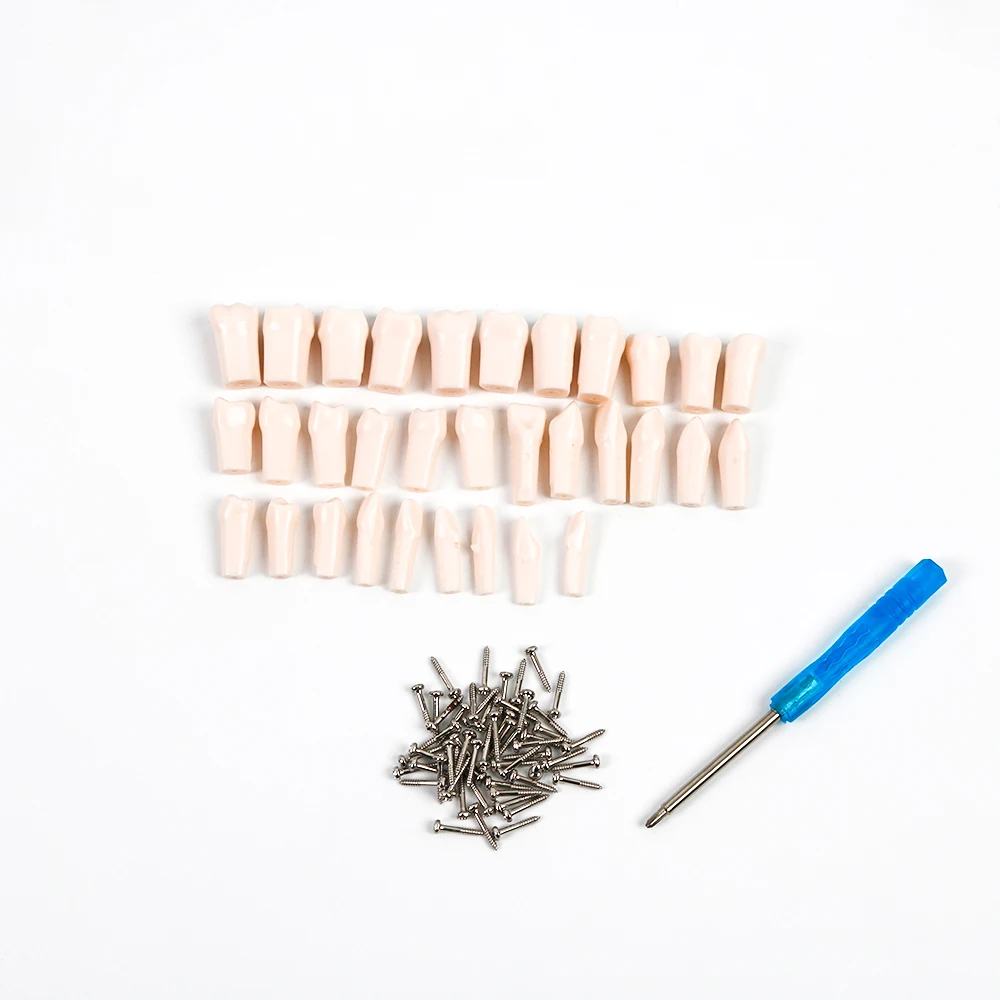 2 packs Dental Resin Simulation Tooth Model 28/32 Removable Screw Fixed Tooth Dentistry Exam Preparation Teaching Studying Tools