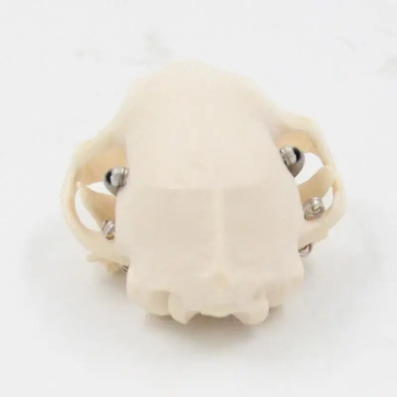 

Реалистичная модель черепа кошки, анатомическая модель скелета головы кошки, ветеринарный обучающий инструмент для обучения и