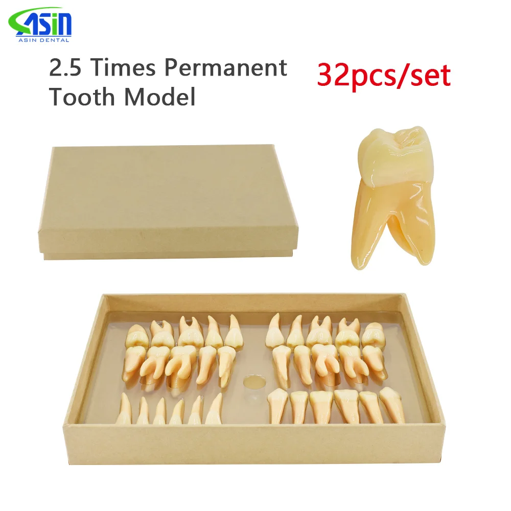 32pcs/set teeth Resin Denture Teeth Comparator Mirror Dentistry Bleaching Dental Plate Research Dental Education Model