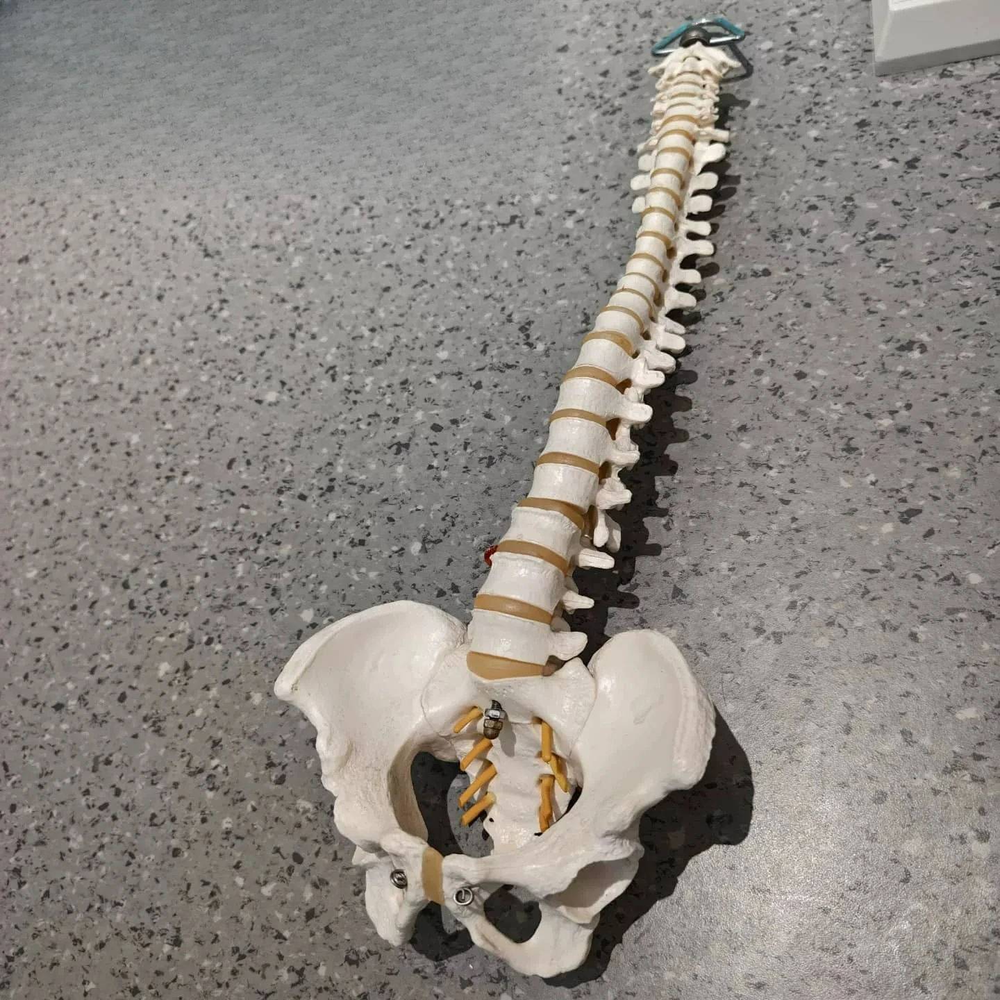 Bendable PVC Spine Model, Mini Flexible Human Vertebral Column for Anatomy Teaching, Movable Skeleton