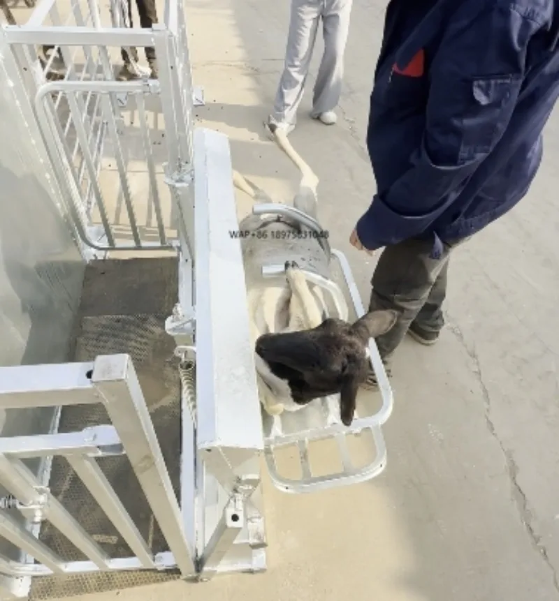 Professional Sheep Goat Rotatable Flip Crate Carrier Squeeze Chute Crush Catcher for Livestock Farm Treatment Equipment