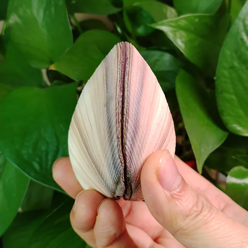 9-10CM Natural Cockle Shells Delicate Purple Streaked With Alternate Bands Cockle Fish Tank Floor Wedding Gift Natural Specimen