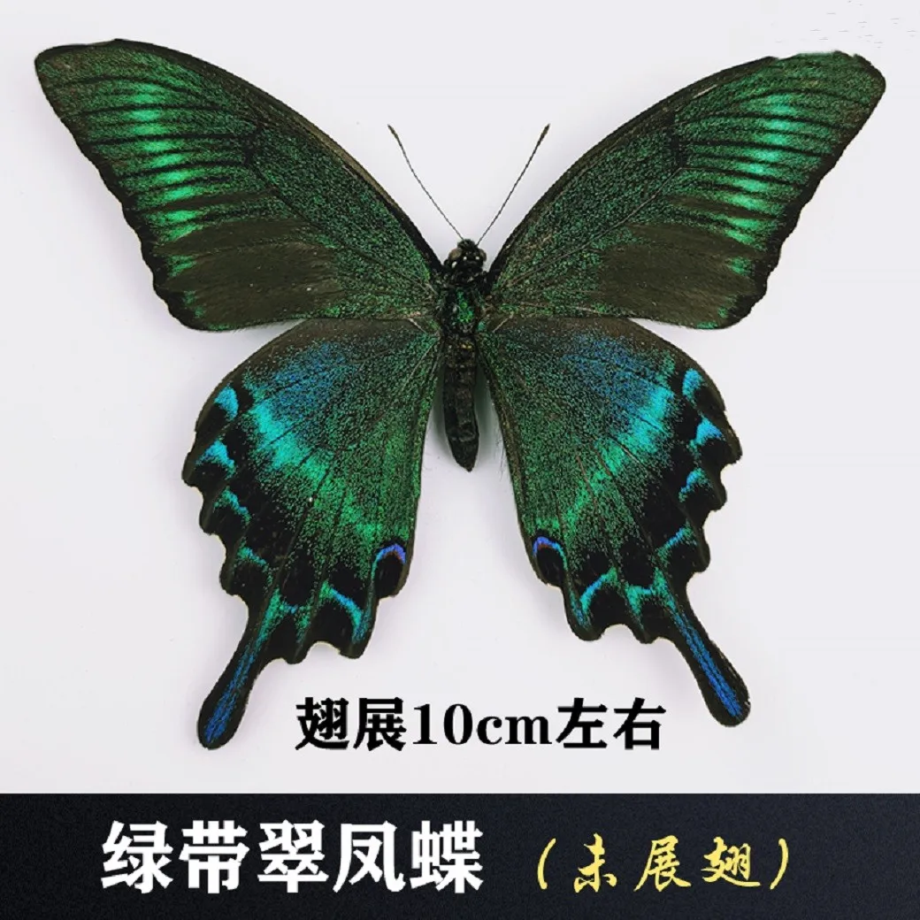 A - True Butterfly Specimens with Unremovable wings, Original Insect, Kindergarten Teaching